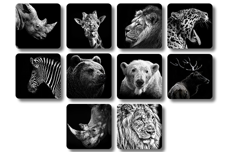 Vierkante onderzetters - Set dieren 1-2